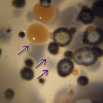 (inset) Arrows indicating tiny Baudoinia colonies (inset) Arrows indicating tiny Baudoinia colonies