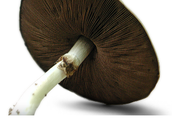Fungal Descriptions