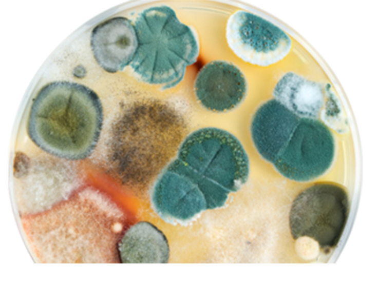 Fungi